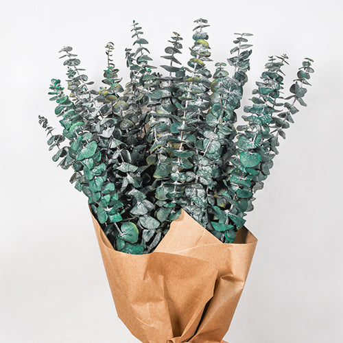 Dried Eucalyptus Stems & Lavender Flowers Bundle for Shower - Natural Fresh Eucalyptus Leaves Hanging Plants