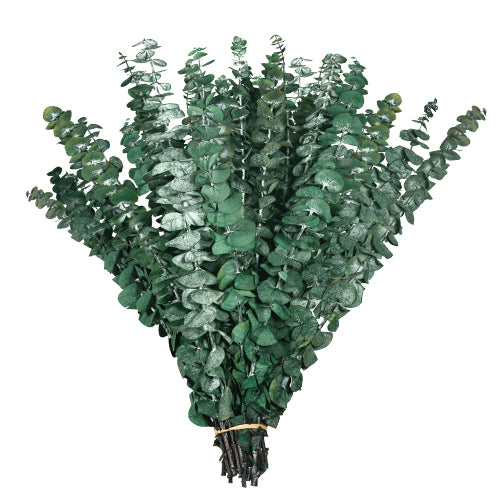 Dried Eucalyptus Stems & Lavender Flowers Bundle for Shower - Natural Fresh Eucalyptus Leaves Hanging Plants