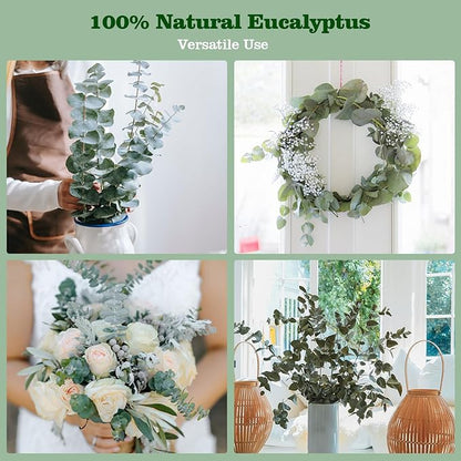 30 Pcs Dried Eucalyptus Stem Bundle 17'' Fresh Natural Preserved Eucalyptus Stems for Shower Flower Arrangements Wedding Home Decor